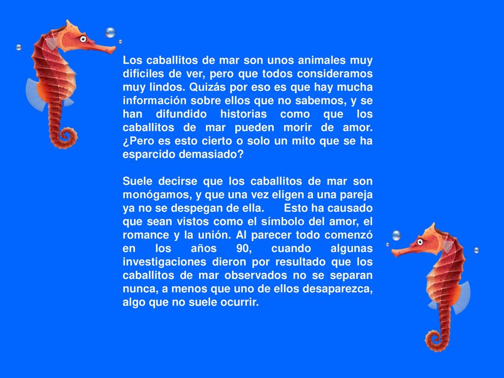 Los caballitos de mar son unos animales muy difíciles de ver, pero que todos consideramos muy lindos. Quizás por eso es que hay mucha información sobre ellos que no sabemos, y se han difundido historias como que los caballitos de mar pueden morir de amor. ¿Pero es esto cierto o solo un mito que se ha esparcido demasiado