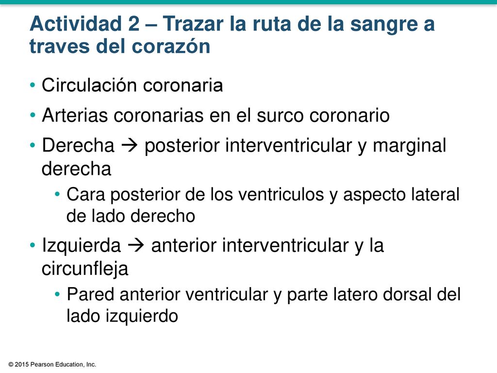 Actividad 2 – Trazar la ruta de la sangre a traves del corazón