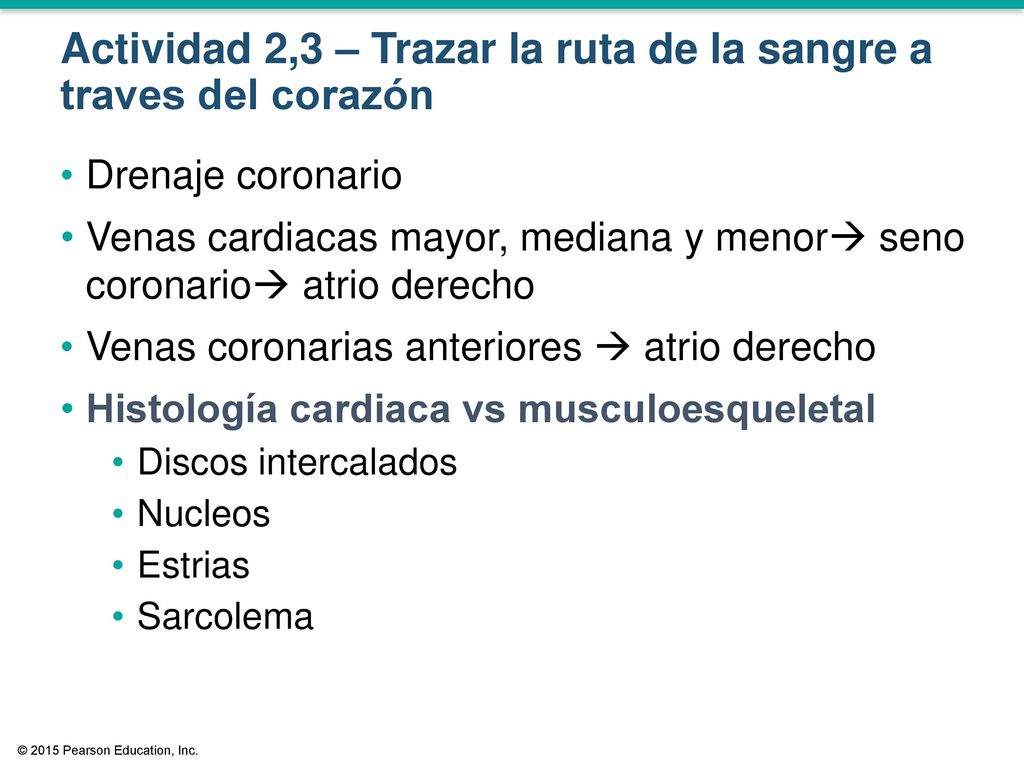 Actividad 2,3 – Trazar la ruta de la sangre a traves del corazón