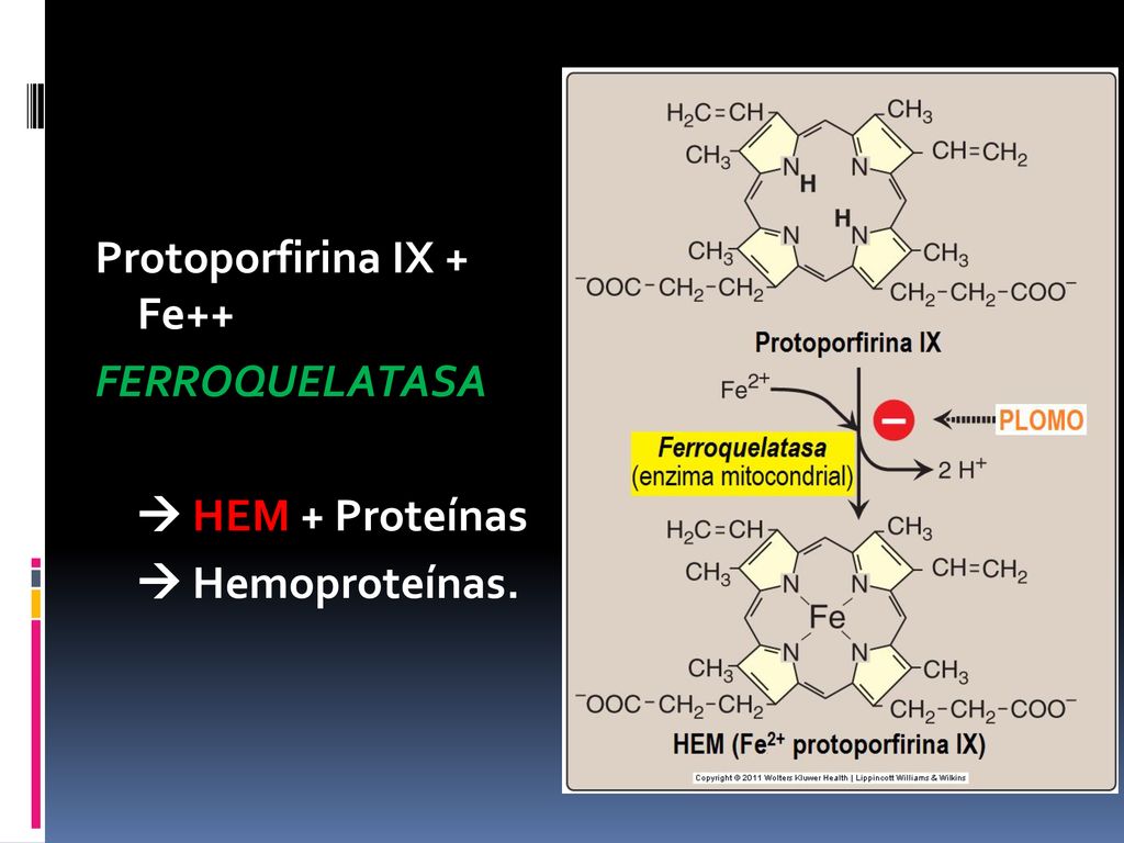 Protoporfirina IX + Fe++ FERROQUELATASA  HEM + Proteínas  Hemoproteínas.