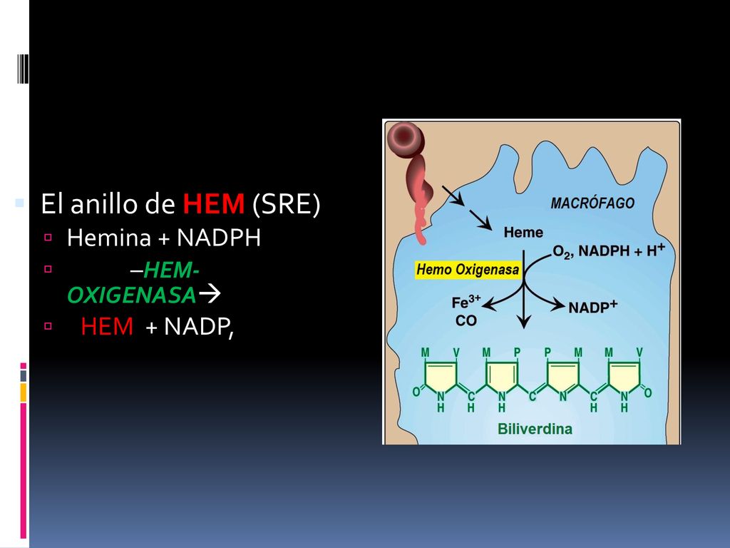 El anillo de HEM (SRE) Hemina + NADPH –HEM-OXIGENASA HEM + NADP,