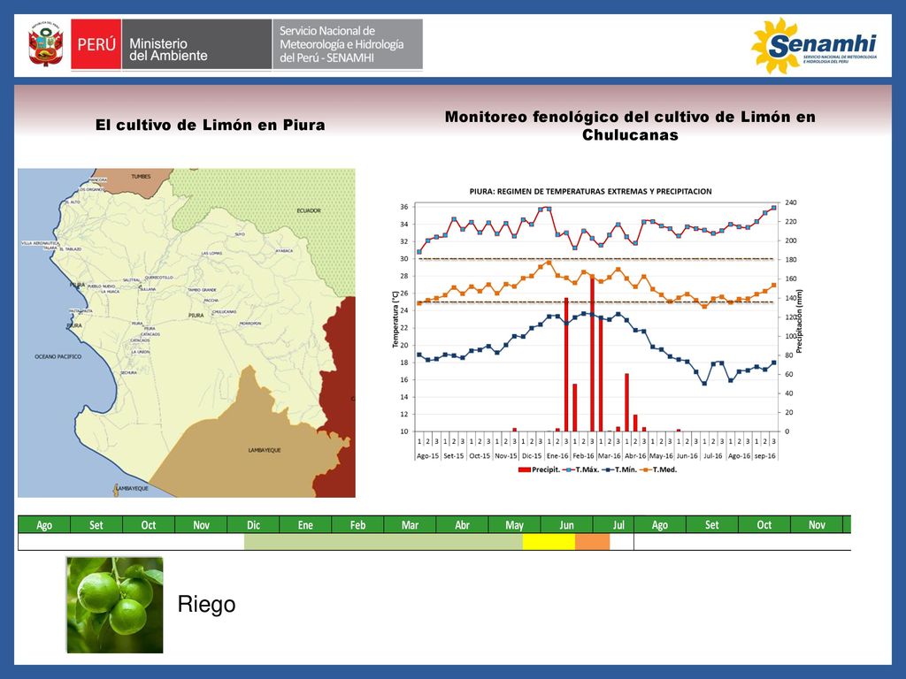 Riego Monitoreo fenológico del cultivo de Limón en Chulucanas