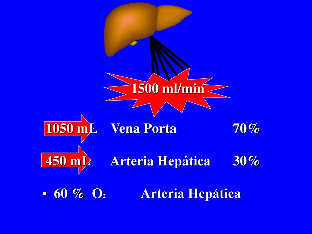 1500 ml/min 1050 mL Vena Porta 70% 450 mL Arteria Hepática 30% 60 % O2 Arteria Hepática.