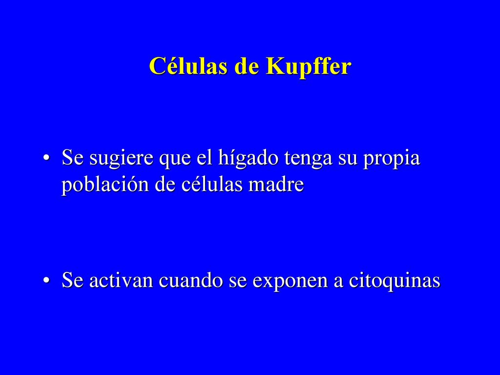 Células de Kupffer Se sugiere que el hígado tenga su propia población de células madre.