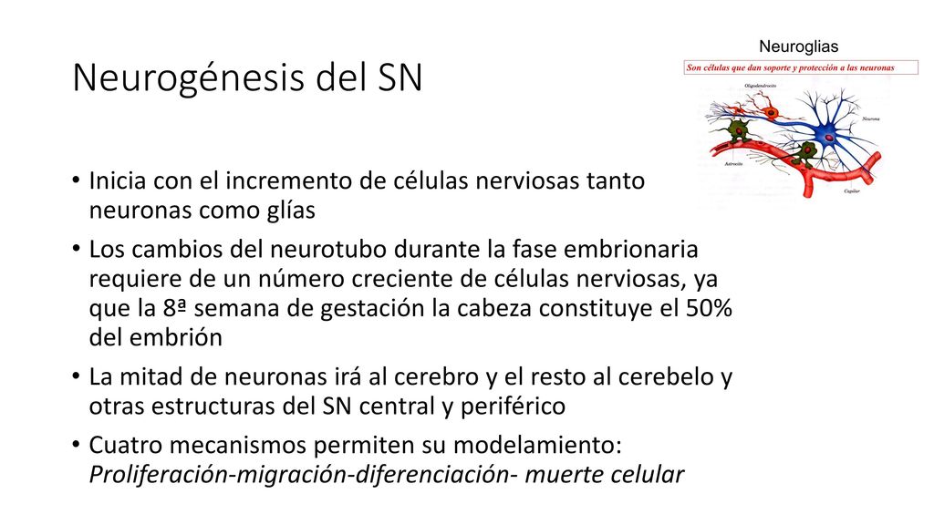 Neurogénesis del SN Inicia con el incremento de células nerviosas tanto neuronas como glías.