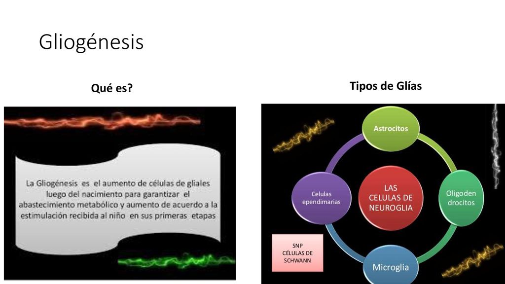 Gliogénesis Qué es Tipos de Glías