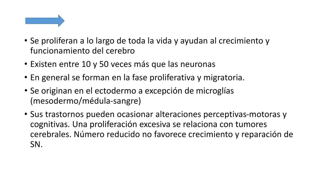 Se proliferan a lo largo de toda la vida y ayudan al crecimiento y funcionamiento del cerebro