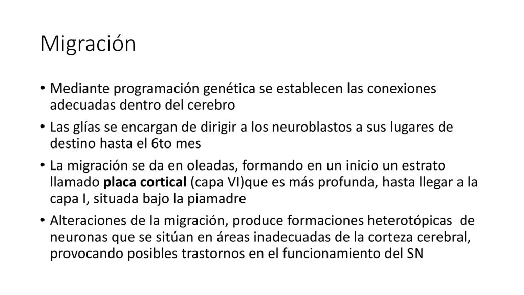 Migración Mediante programación genética se establecen las conexiones adecuadas dentro del cerebro.