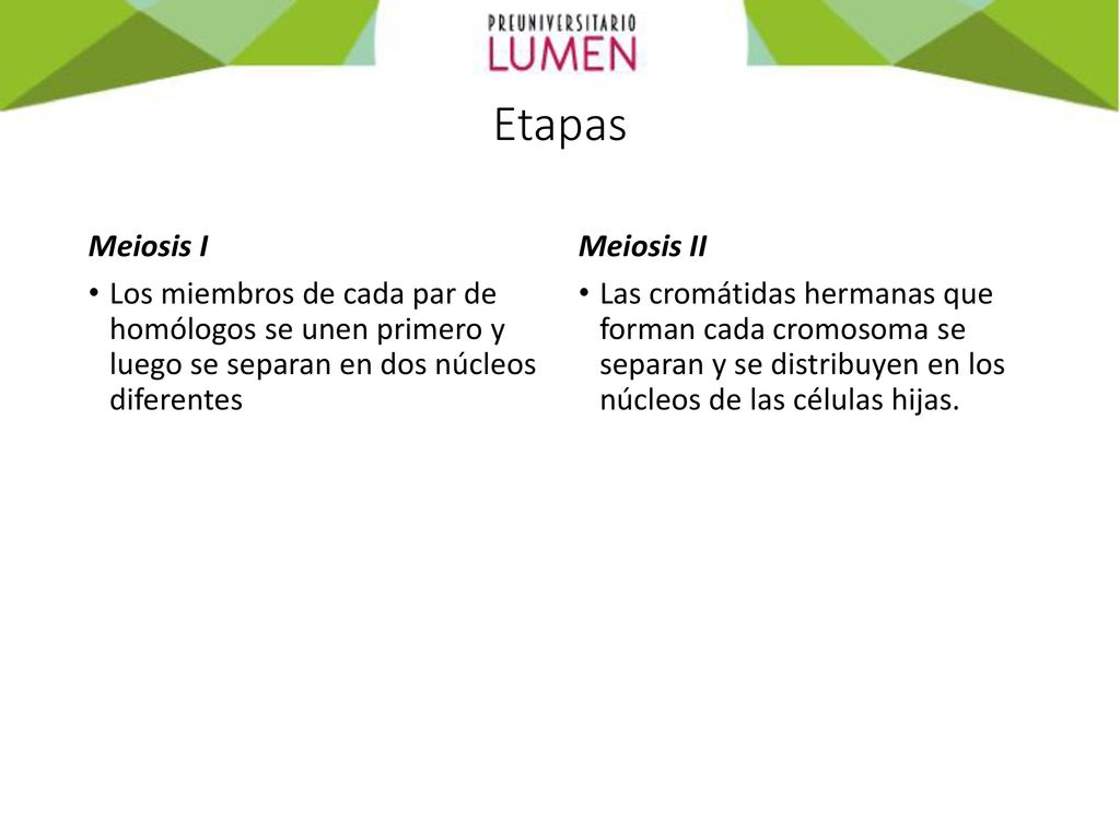 Etapas Meiosis I. Los miembros de cada par de homólogos se unen primero y luego se separan en dos núcleos diferentes.