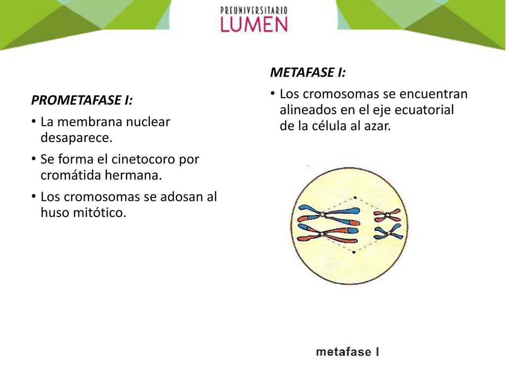 METAFASE I: Los cromosomas se encuentran alineados en el eje ecuatorial de la célula al azar. PROMETAFASE I: