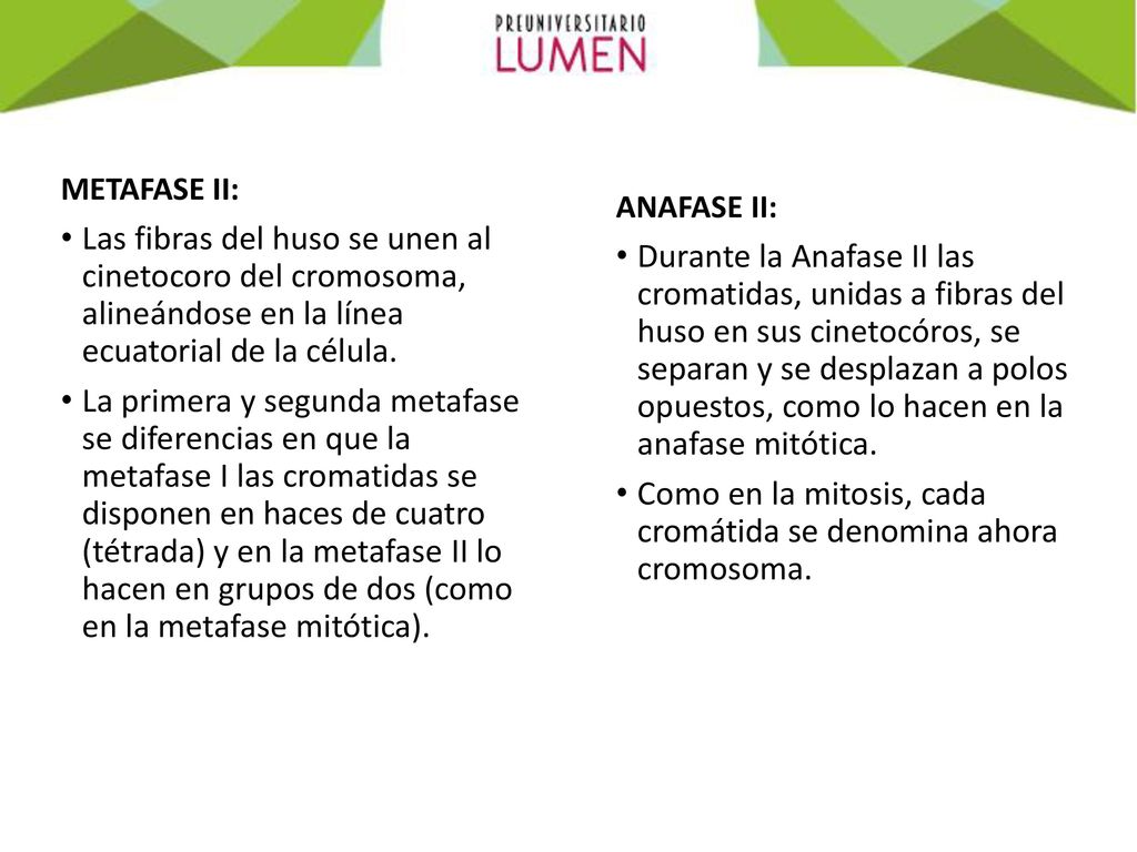 Como en la mitosis, cada cromátida se denomina ahora cromosoma.