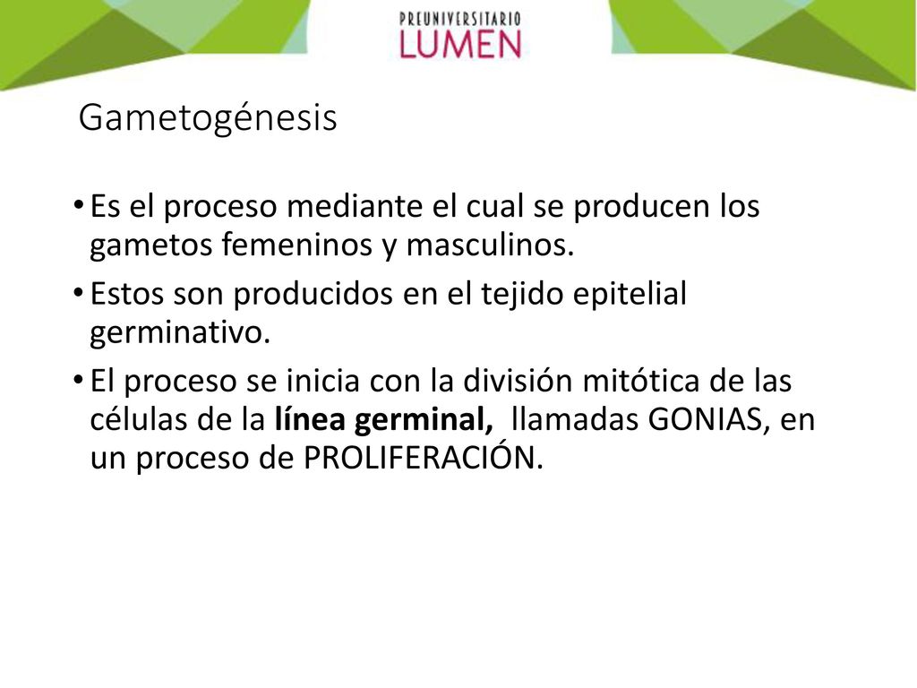 Gametogénesis Es el proceso mediante el cual se producen los gametos femeninos y masculinos.