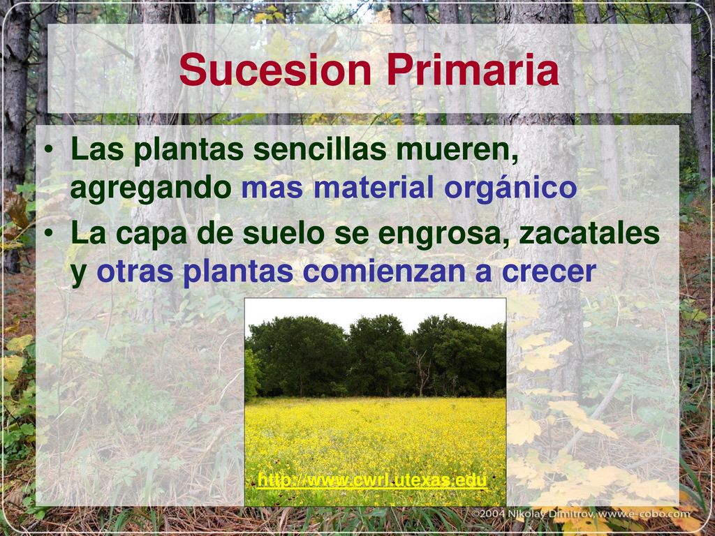 Sucesion Primaria Las plantas sencillas mueren, agregando mas material orgánico.
