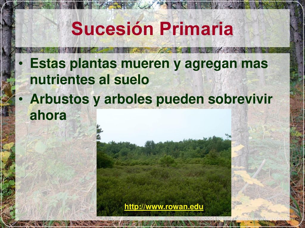 Sucesión Primaria Estas plantas mueren y agregan mas nutrientes al suelo. Arbustos y arboles pueden sobrevivir ahora.