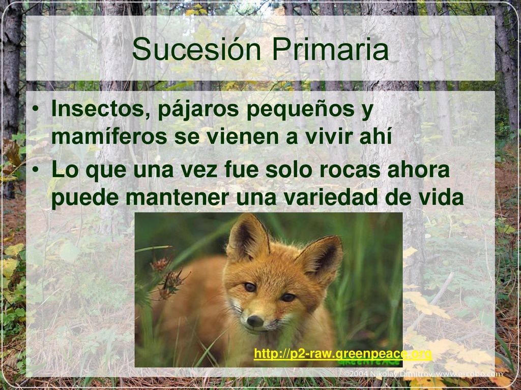 Sucesión Primaria Insectos, pájaros pequeños y mamíferos se vienen a vivir ahí.