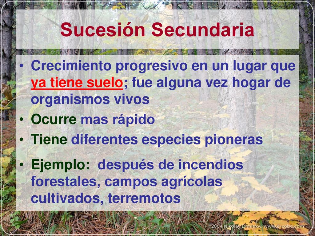 Sucesión Secundaria Crecimiento progresivo en un lugar que ya tiene suelo; fue alguna vez hogar de organismos vivos.