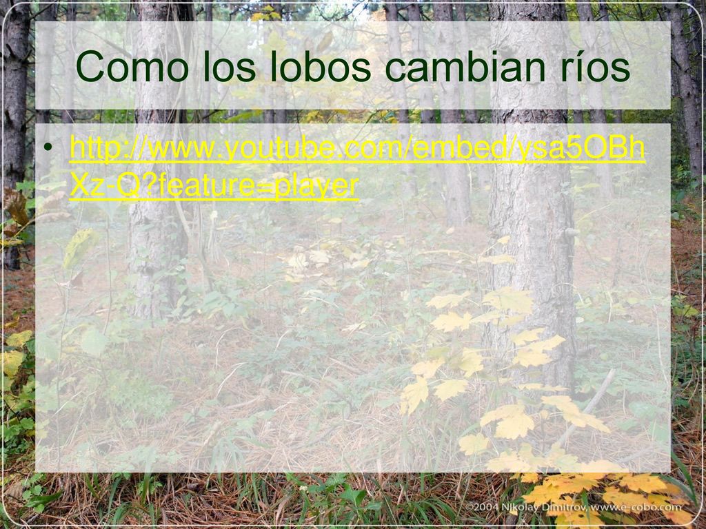 Cambios en los Ecosistemas: Sucesión Ecológica Capitulo ppt descargar