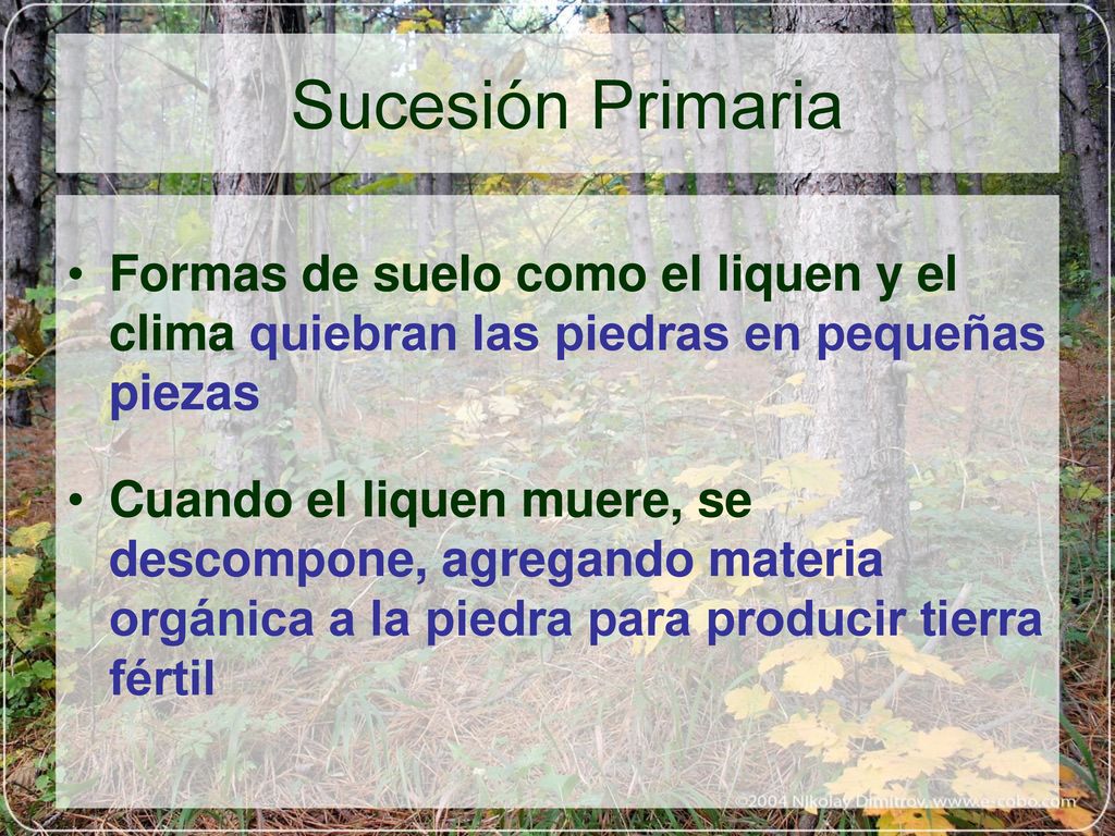 Sucesión Primaria Formas de suelo como el liquen y el clima quiebran las piedras en pequeñas piezas.