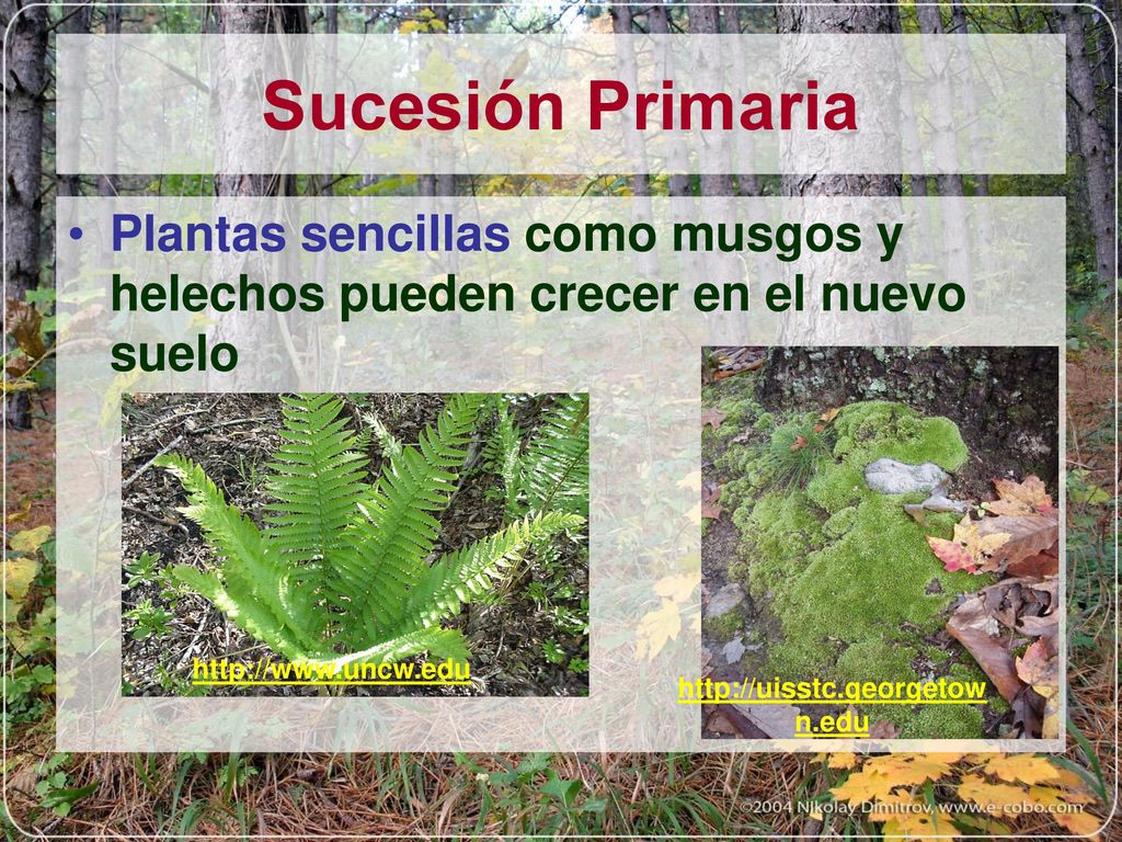 Sucesión Primaria Plantas sencillas como musgos y helechos pueden crecer en el nuevo suelo.