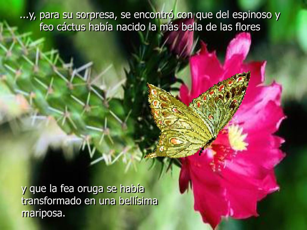 ...y, para su sorpresa, se encontró con que del espinoso y feo cáctus había nacido la más bella de las flores