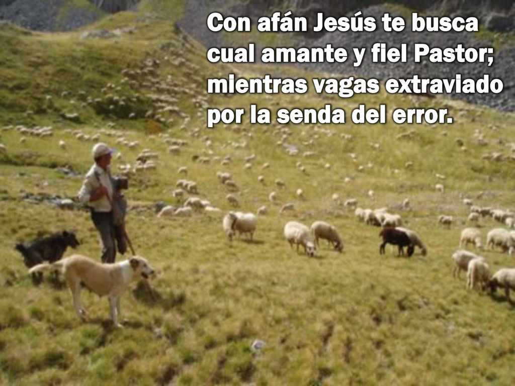 Con afán Jesús te busca cual amante y fiel Pastor; mientras vagas extraviado por la senda del error.
