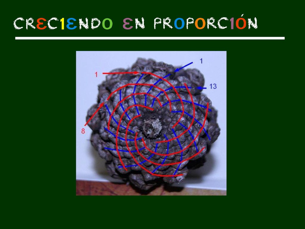 Y también en las piñas, donde las espirales que puedes encontrar en una u otra dirección son números de Fibonacci consecutivos. Se cuentan en la pantalla las espirales y después con los alumnos y las piñas reales.