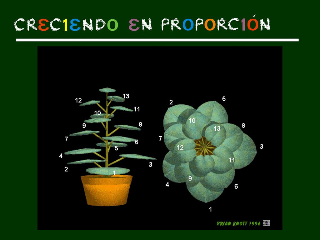 Mostramos el crotón y vemos que el número de hojas que hay entre una y la que está justo encima es un número de la sucesión de Fibonacci.