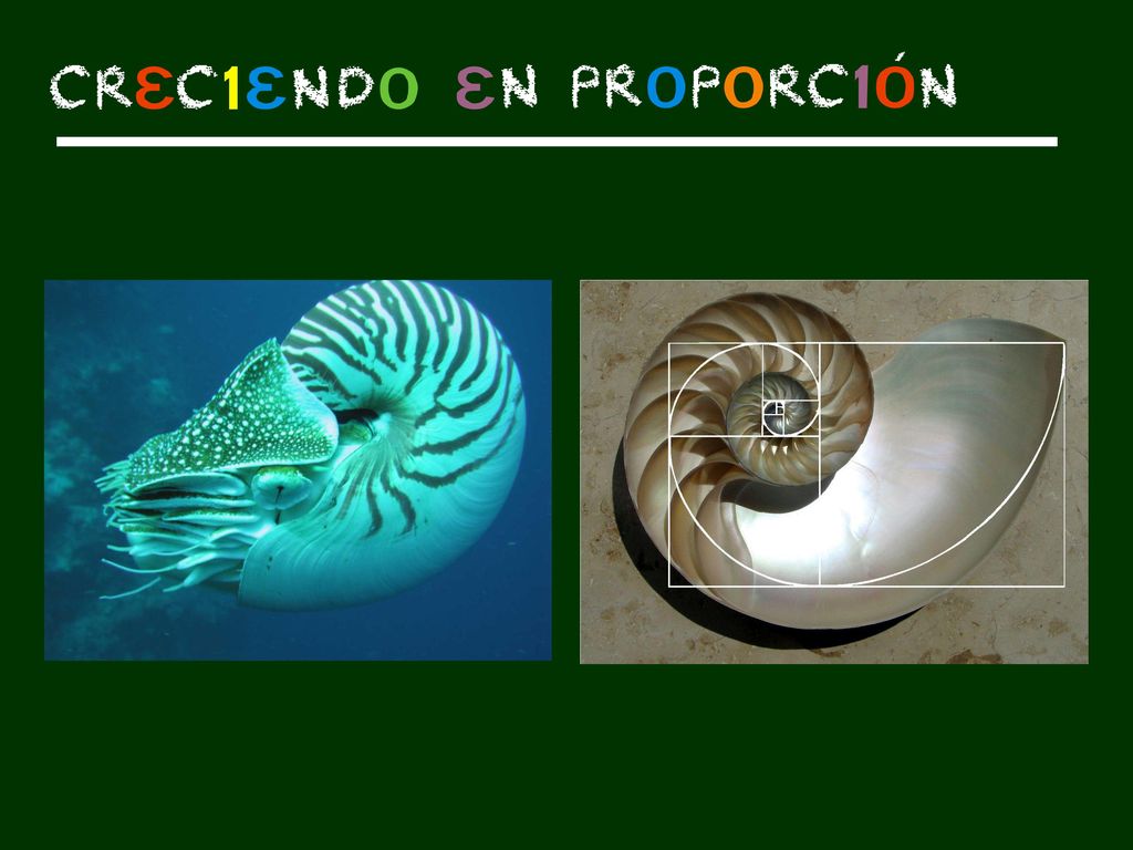 El nautilus es un molusco cefalópodo del que se han encontrado restos prehistóricos y se ha comprobado que no ha cambiado la estructura, lo que hace pensar que no ha necesitado evolucionar debido a la perfecta forma de su caparazón.