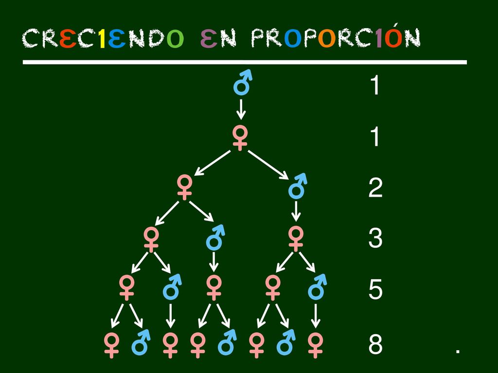 Veamos entonces el árbol genealógico de un zángano, en sentido ascendente. Empezamos con un macho, por lo que solo tiene 1 madre.