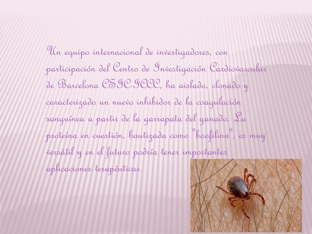 Un equipo internacional de investigadores, con participación del Centro de Investigación Cardiovascular de Barcelona CSIC-ICCC, ha aislado, clonado y caracterizado un nuevo inhibidor de la coagulación sanguínea a partir de la garrapata del ganado.