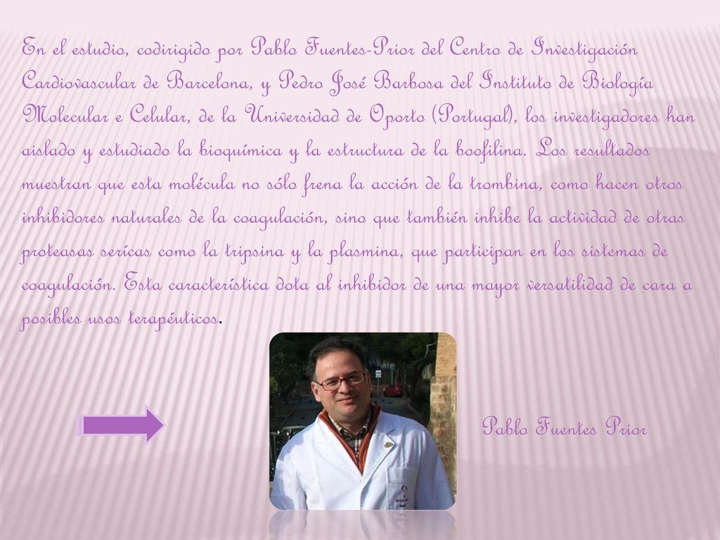 En el estudio, codirigido por Pablo Fuentes-Prior del Centro de Investigación Cardiovascular de Barcelona, y Pedro José Barbosa del Instituto de Biología Molecular e Celular, de la Universidad de Oporto (Portugal), los investigadores han aislado y estudiado la bioquímica y la estructura de la boofilina. Los resultados muestran que esta molécula no sólo frena la acción de la trombina, como hacen otros inhibidores naturales de la coagulación, sino que también inhibe la actividad de otras proteasas serícas como la tripsina y la plasmina, que participan en los sistemas de coagulación. Esta característica dota al inhibidor de una mayor versatilidad de cara a posibles usos terapéuticos.