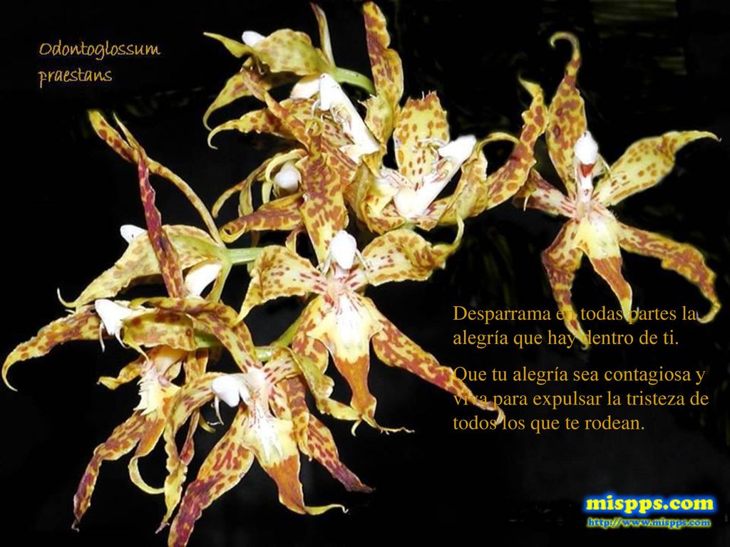 Desparrama en todas partes la alegría que hay dentro de ti.