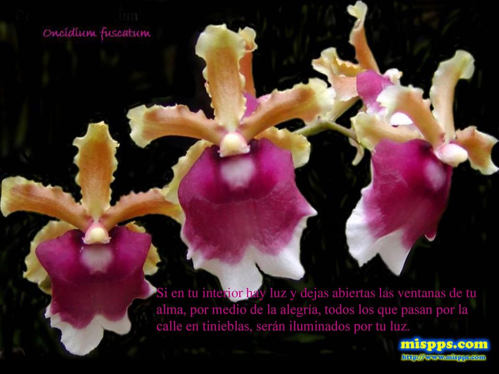 Si en tu interior hay luz y dejas abiertas las ventanas de tu alma, por medio de la alegría, todos los que pasan por la calle en tinieblas, serán iluminados por tu luz.