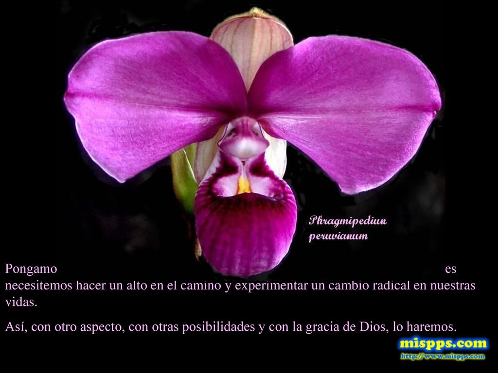 Pongamos la vida en ello y si nos damos cuenta que no podemos, quizás entonces necesitemos hacer un alto en el camino y experimentar un cambio radical en nuestras vidas.