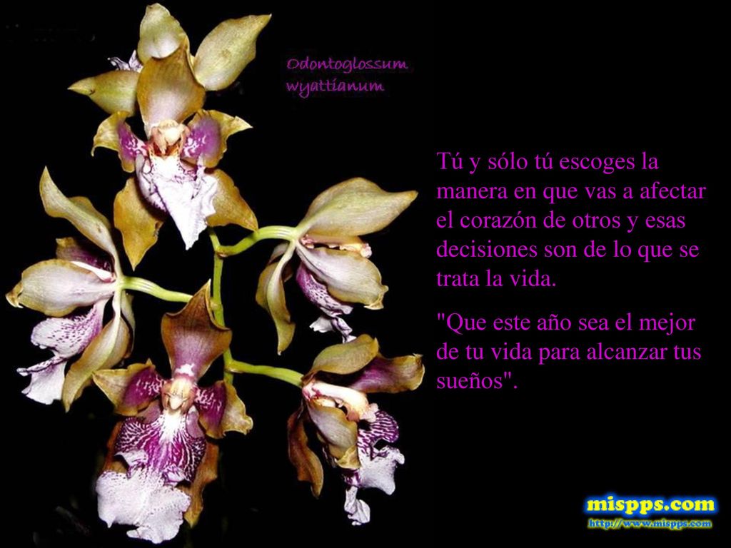 Tú y sólo tú escoges la manera en que vas a afectar el corazón de otros y esas decisiones son de lo que se trata la vida.