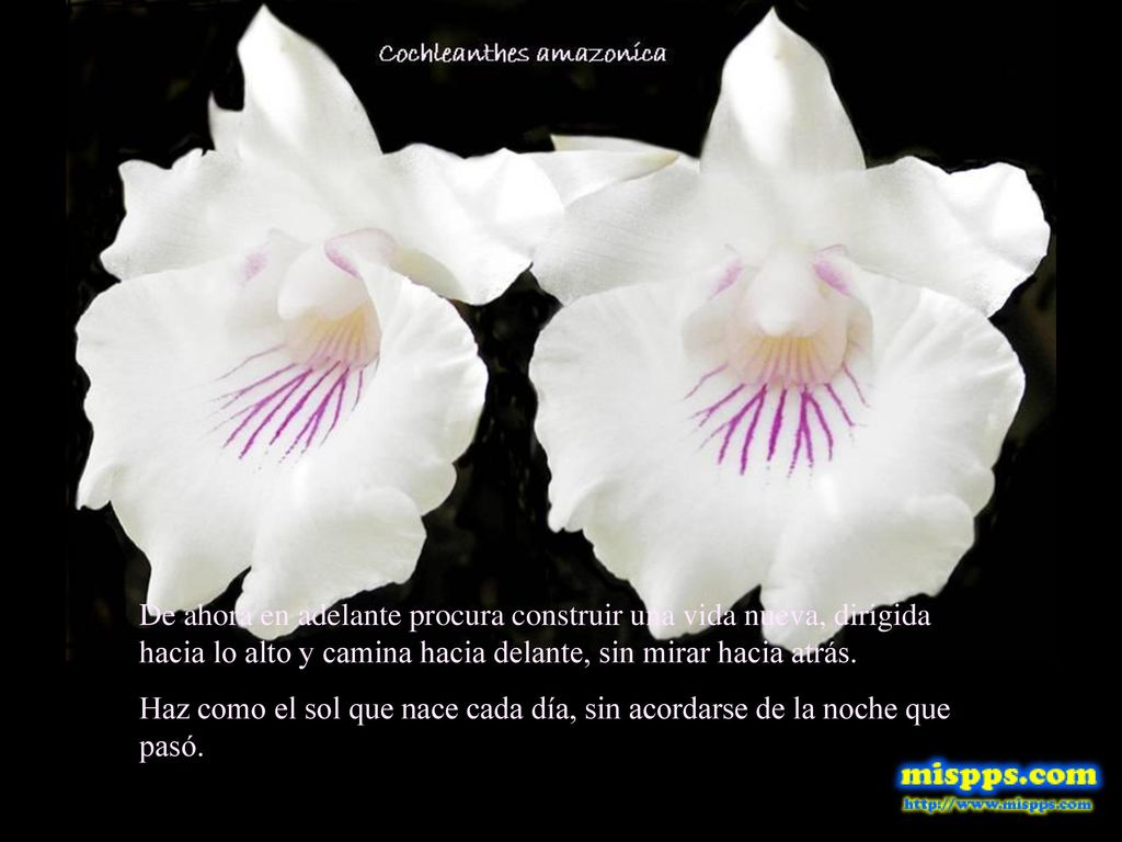 De ahora en adelante procura construir una vida nueva, dirigida hacia lo alto y camina hacia delante, sin mirar hacia atrás.