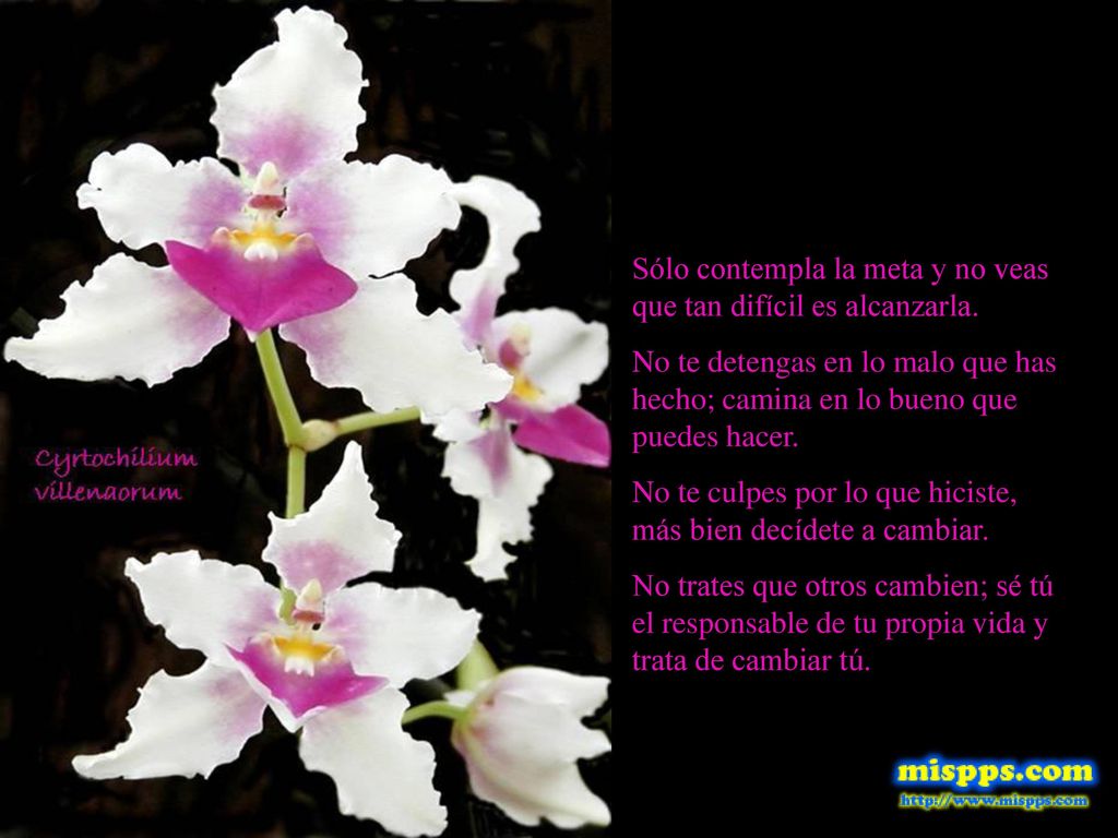 Sólo contempla la meta y no veas que tan difícil es alcanzarla.