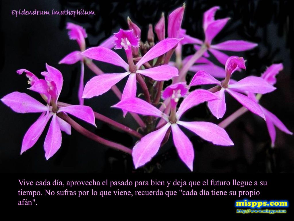 Vive cada día, aprovecha el pasado para bien y deja que el futuro llegue a su tiempo.