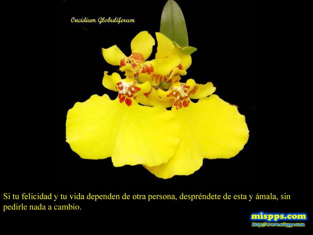Si tu felicidad y tu vida dependen de otra persona, despréndete de esta y ámala, sin pedirle nada a cambio.