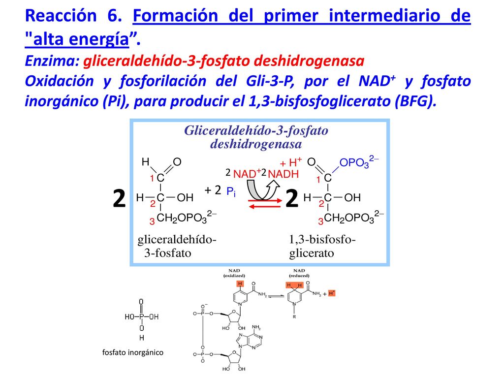 2 Reacción 6. Formación del primer intermediario de alta energía .