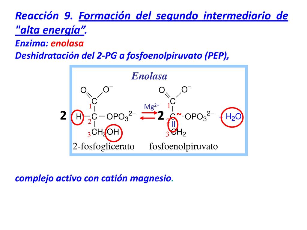 2 2 Reacción 9. Formación del segundo intermediario de alta energía .