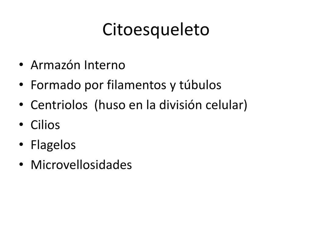 Citoesqueleto Armazón Interno Formado por filamentos y túbulos