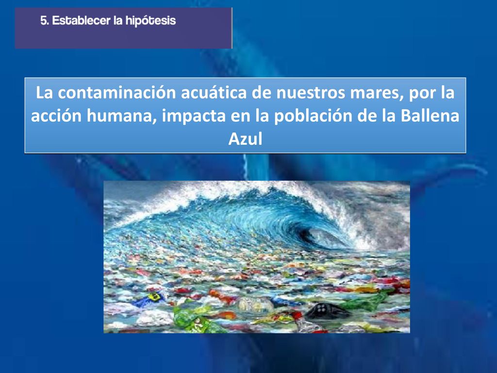 La contaminación acuática de nuestros mares, por la acción humana, impacta en la población de la Ballena Azul