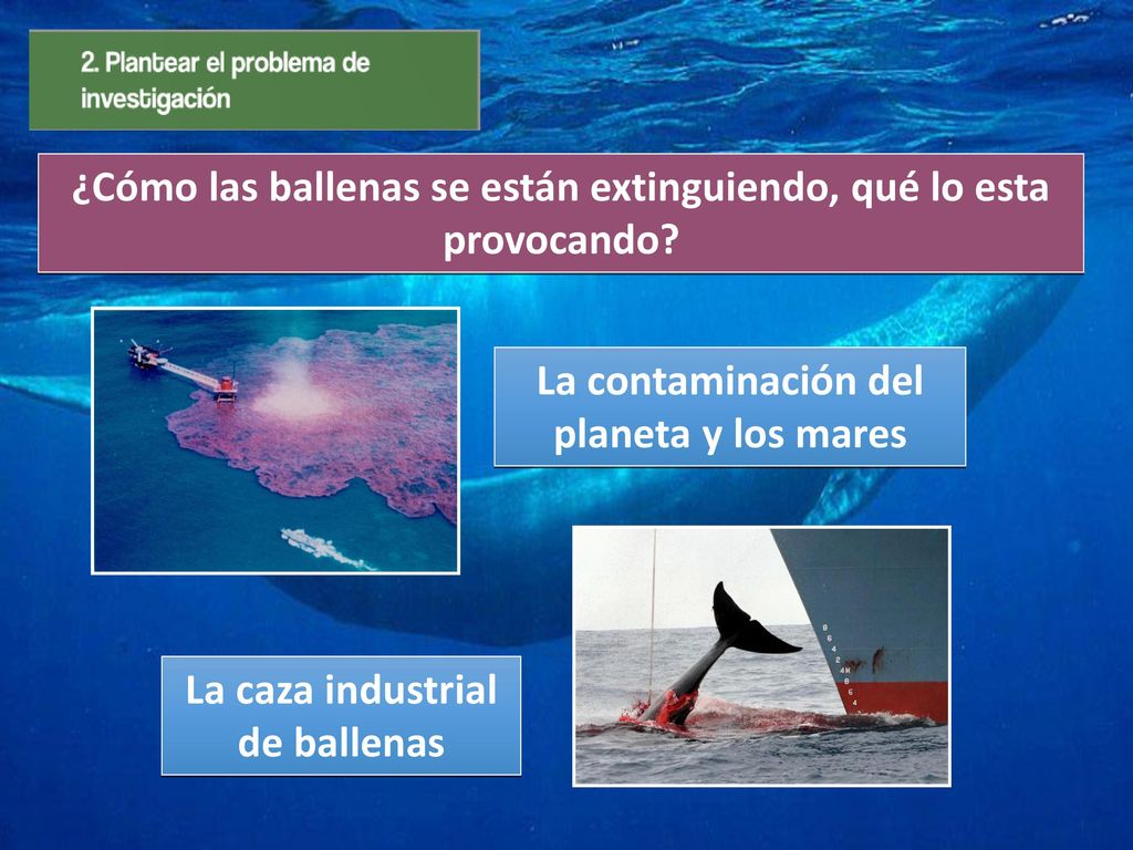 ¿Cómo las ballenas se están extinguiendo, qué lo esta provocando
