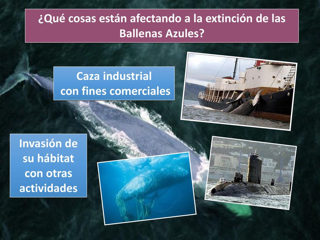 ¿Qué cosas están afectando a la extinción de las Ballenas Azules