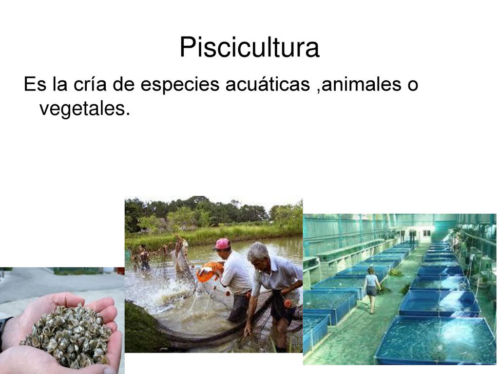 Piscicultura Es la cría de especies acuáticas ,animales o vegetales.