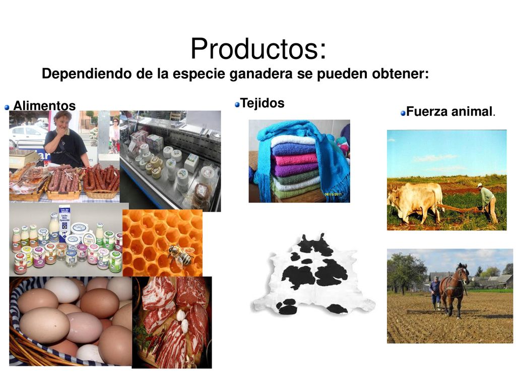 Productos: Dependiendo de la especie ganadera se pueden obtener: