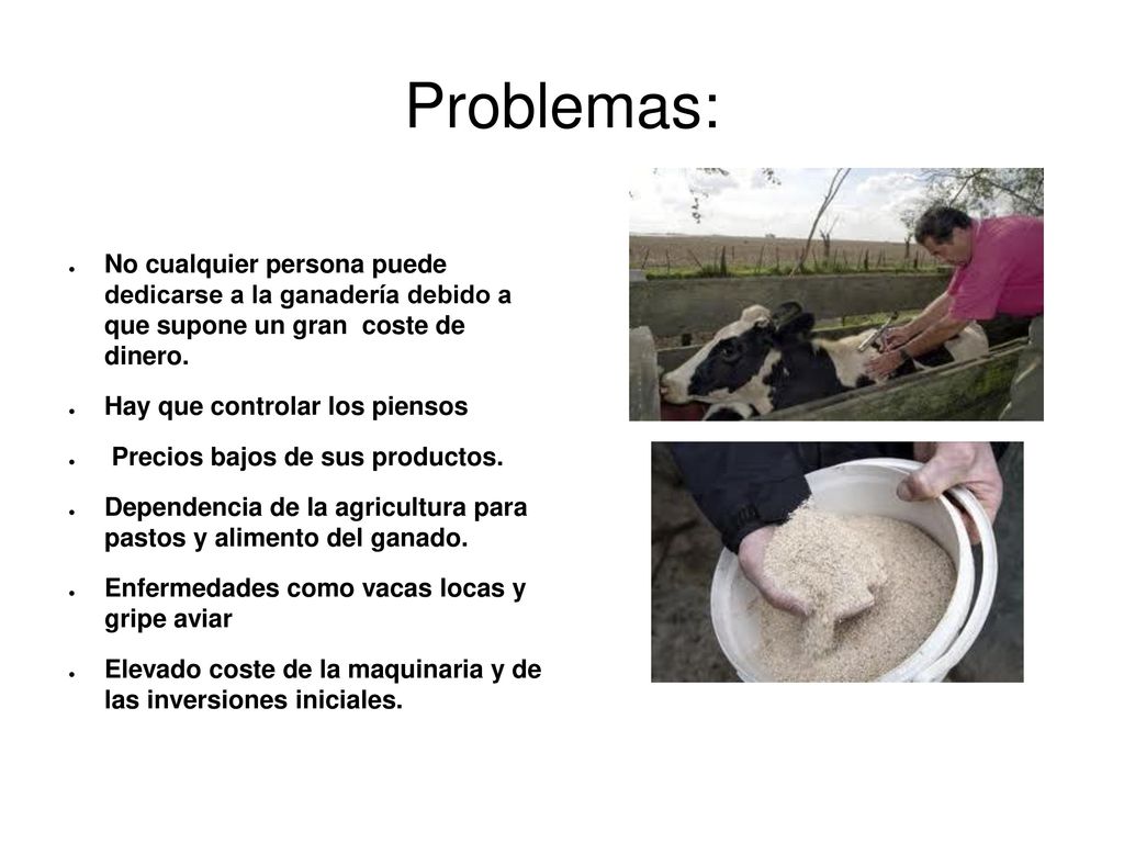 Problemas: No cualquier persona puede dedicarse a la ganadería debido a que supone un gran coste de dinero.