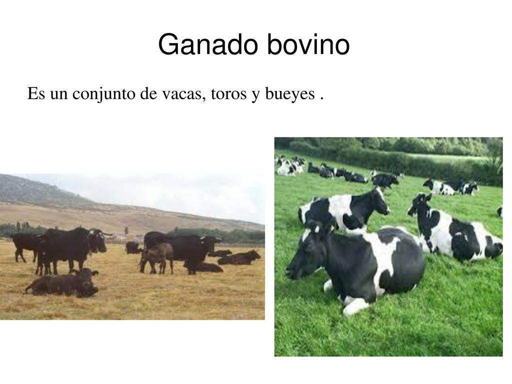 Ganado bovino Es un conjunto de vacas, toros y bueyes .