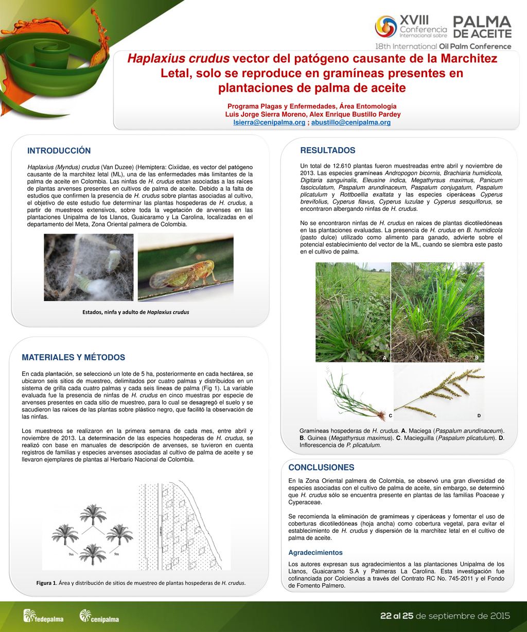 Haplaxius crudus vector del patógeno causante de la Marchitez Letal, solo se reproduce en gramíneas presentes en plantaciones de palma de aceite